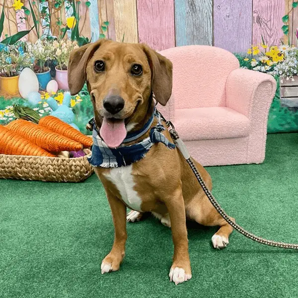 Save 30% Sitewide With Pet Supplies Plus Promo Codes Active