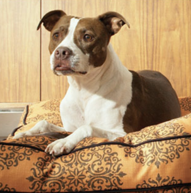 Clearance Collars & Leashes