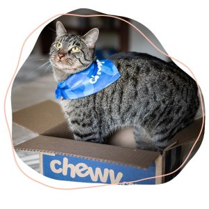Chewy Find Pets to Adopt