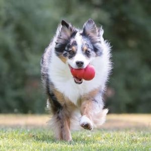 Kong Dog & Cat Toys