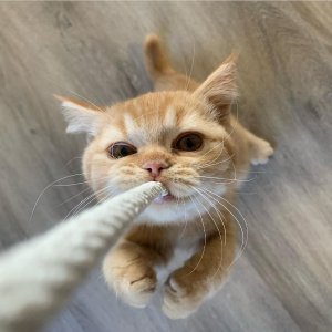 Chewy Pet First RX Food and Med on Sale