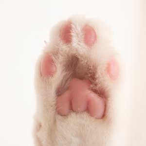 Chewy Select Cat Litter sale
