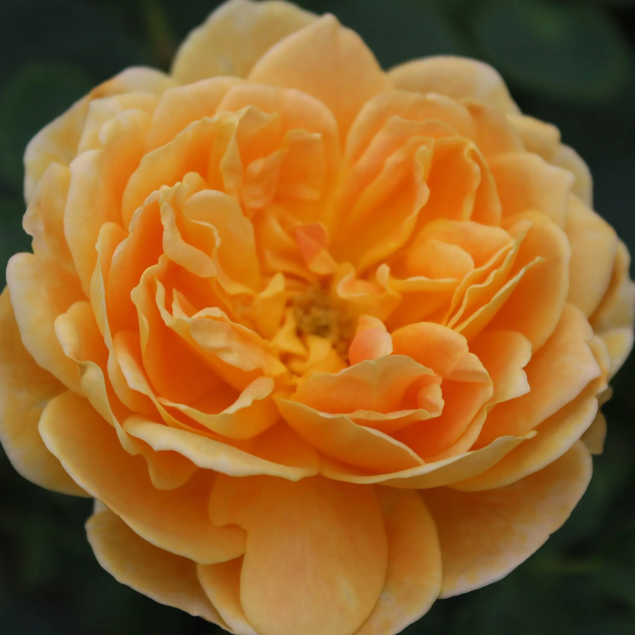 High Country Roses