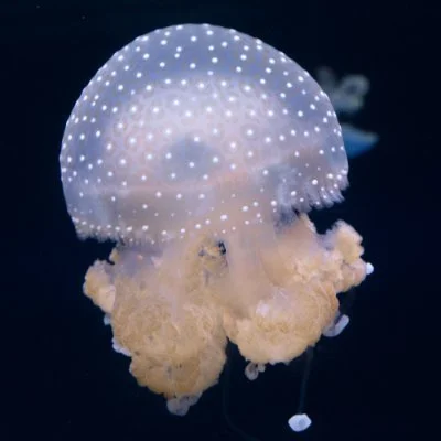 New York Aquarium