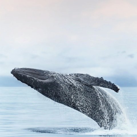 Princess Cruises 4-Day Alaska Sampler