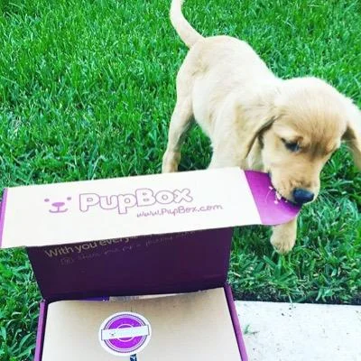 PupBox logo