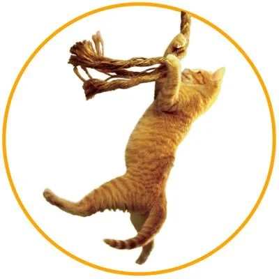 Save the Cat!